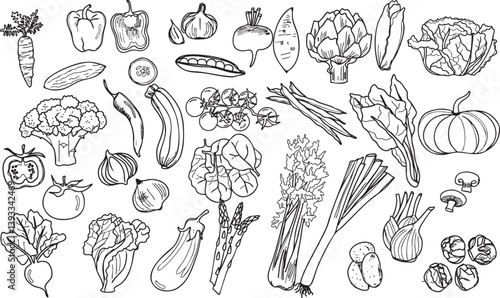 Illustration légume vert tomate poivron carotte saison été hiver automne printemps ligne noir vecteur