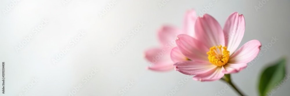 Single flower bloom in focus on a white background, blossom, plant, single Single flower bloom in focus on a white background, blossom, plant, single