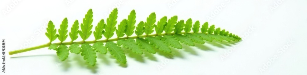 Single fern frond against a clean white surface, foliage, botany, isolation Single fern frond against a clean white surface, foliage, botany, isolation