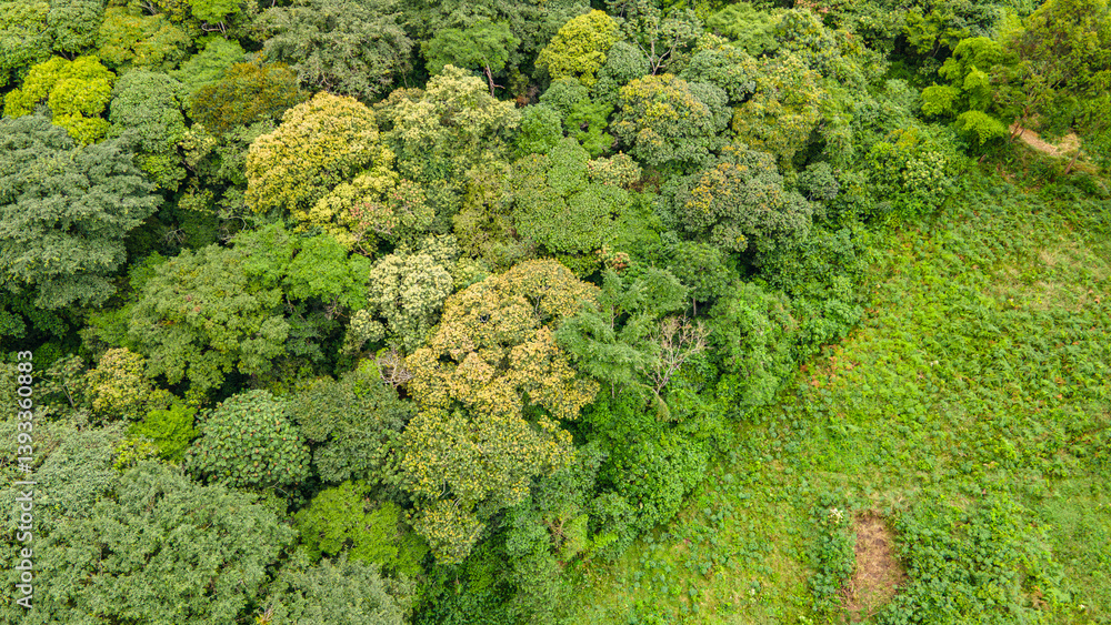 Naklejka premium Lush Green Forest Cover in Cauca, Colombia: A Nature Haven for Eco-Tourism and Adventure