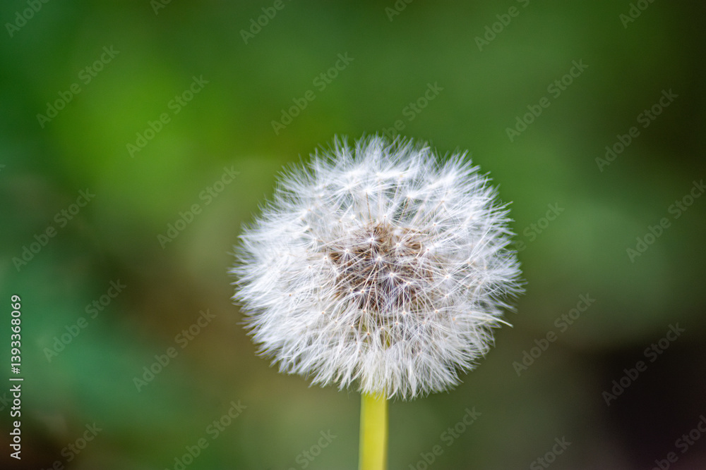 Close-up of a Dandelion Seed Head Against a Soft Green Background in Cauca, Colombia Close-up of a Dandelion Seed Head Against a Soft Green Background in Cauca, Colombia