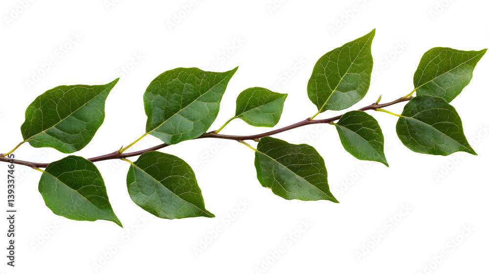 Branch with green leaves of tree on black background, cut out transparent Branch with green leaves of tree on black background, cut out transparent