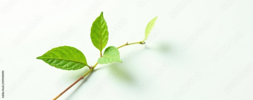 Fototapeta premium Single stem with leaves on a white background, plant, botanical