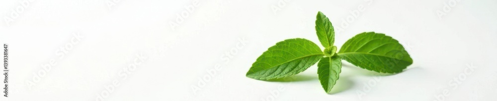 Single stem with leaves on a white background, herb, nature Single stem with leaves on a white background, herb, nature