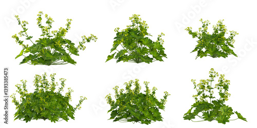 Collection of Alchemilla vulgaris plants on transparent background