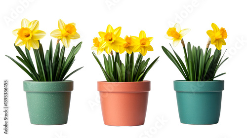 Wallpaper Mural Daffodils in colorful pots, Spring flowers isolated , cut out transparent Torontodigital.ca