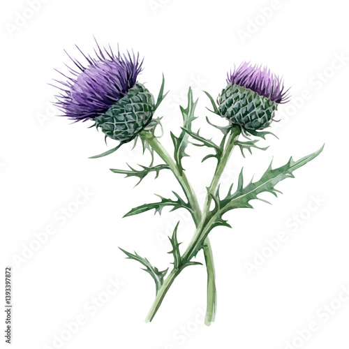 thistle branch, watercolor plant, vector thistle, hand painted flora, isolated on white, spiky plant, wildflower branch, nature illustration, detailed thistle, botanical art, purple thistle, scottish 