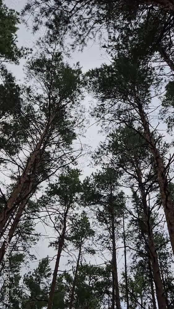 Looking up through tall pine trees into a cloudy sky in a dense forest. Moody and peaceful woodland atmosphere, captured on an overcast day. Looking up through tall pine trees into a cloudy sky in a dense forest. Moody and peaceful woodland atmosphere, captured on an overcast day.