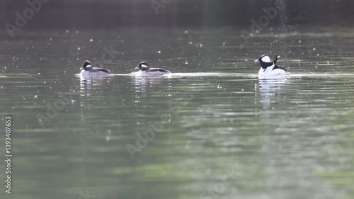 A bufflehead (Bucephala albeola) drake and two hens swimming and head bobbing as the hens compete for the drake’s attention.  Captured in the Sacramento River in Redding California, USA.