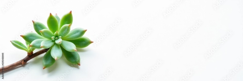 Single isolated succulent branch on white background, simple, delicate Single isolated succulent branch on white background, simple, delicate