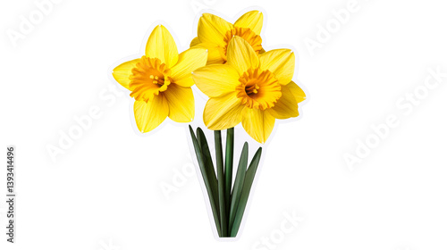 Wallpaper Mural Yellow daffodils bouquet, floral decoration, spring flowering, cut out transparent Torontodigital.ca