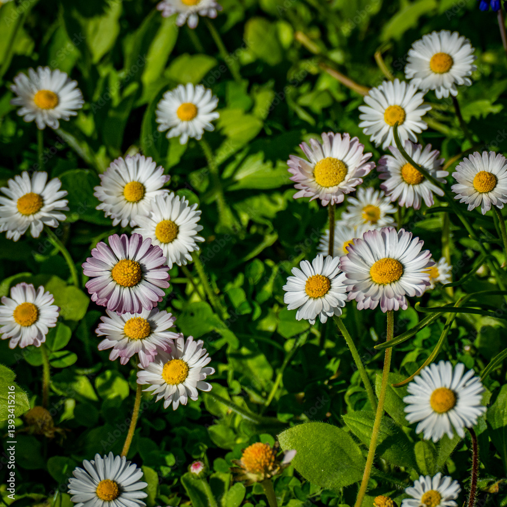 Fototapeta premium Viele Gänseblümchen auf einem Rasen