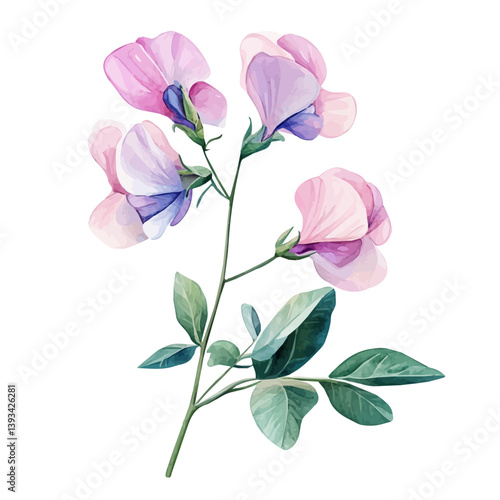 A watercolor vector illustration of a Sweet Pea flower, isolated on a white background.

