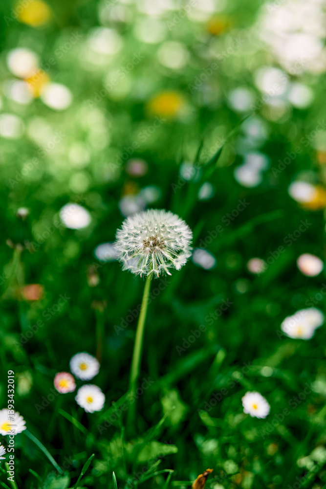 Fluffy dandelion grows in a green meadow among white daisies Fluffy dandelion grows in a green meadow among white daisies