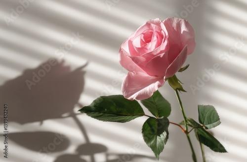 Beautiful soft pink rose in focus, illuminated by sunlight casting its shadow through window slats. The natural lighting enhances its graceful details, symbolizing beauty, love, and serenity.