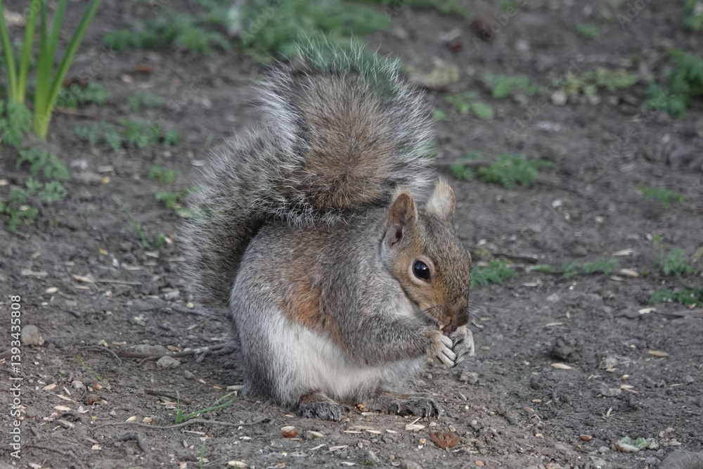 A Grey Squirrel (Sciurus carolinensis) in a British park A Grey Squirrel (Sciurus carolinensis) in a British park