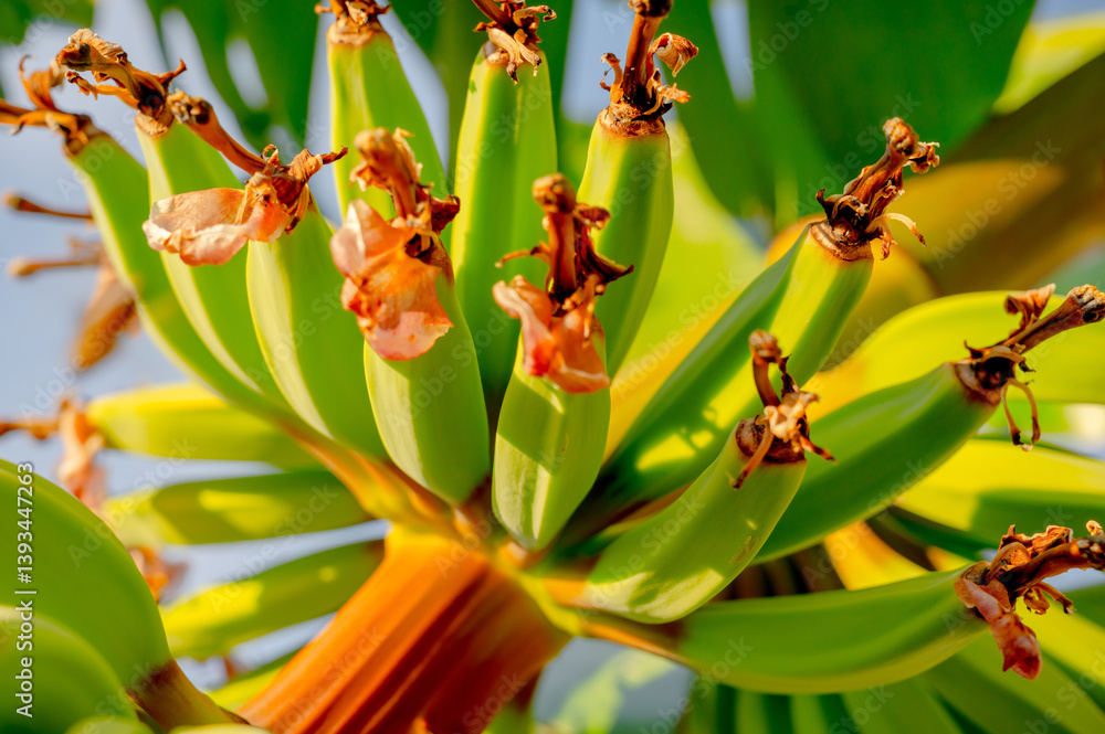 Photo of blooming banana. Tropical plant close-up