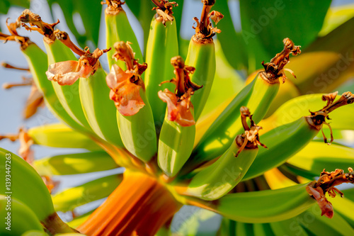 Obraz na płótnie Photo of blooming banana. Tropical plant close-up w salonie