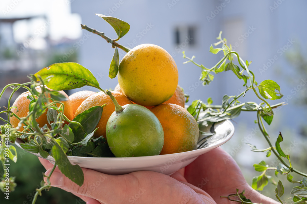 Still life of citrus fruits, natural tangerines and lemons in a plate. Autumn harvest