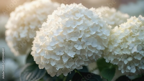 Large clusters of white hydrangeas bloom in a garden during late afternoon sunlight