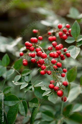 Bright red berries cluster among glossy green leaves in garden