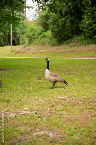 Canada goose stands alert on grassy patch near wooded area