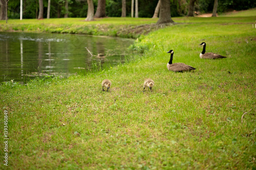 Two goslings graze by pond as two adult geese watch nearby