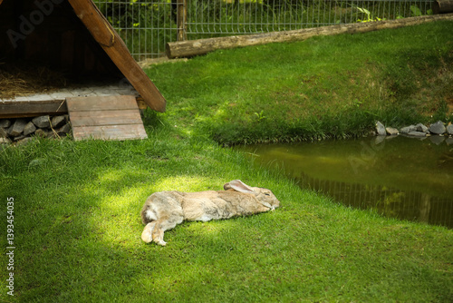 Cute rabbit sleeping on gra...