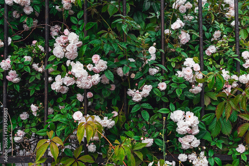Luxurious background of many small pink bush roses. Lush thickets of roses in the garden.