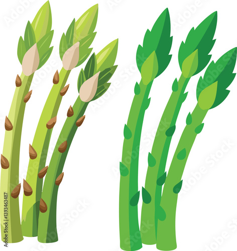 Asparagus Vector Illustration | Sparrow Grass Design | Fresh Vegetable Graphic