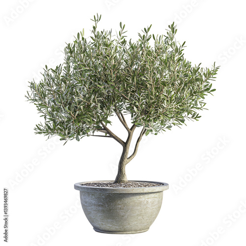 A 3D Small Potted Olive Tree with Tiny Silver Green Leaves Isolated on Transparent Background