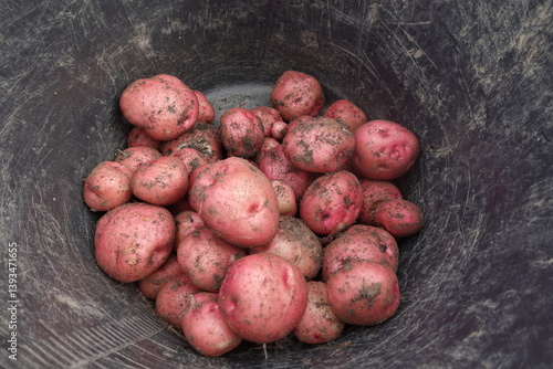 Photos pontiac potato harvesting in the vegetable garden
