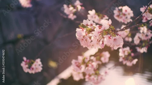 Cherry blossoms or sakura flowers in full bloom by the river swaying in wind in warm spring, Nature or outdoor, Nostalgic negative film looks, 4K slow motion