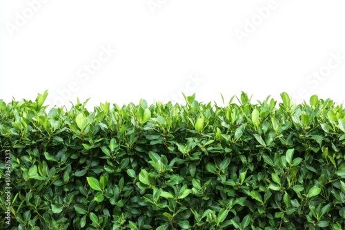 Lush green hedge against a bright white blank space above it all
