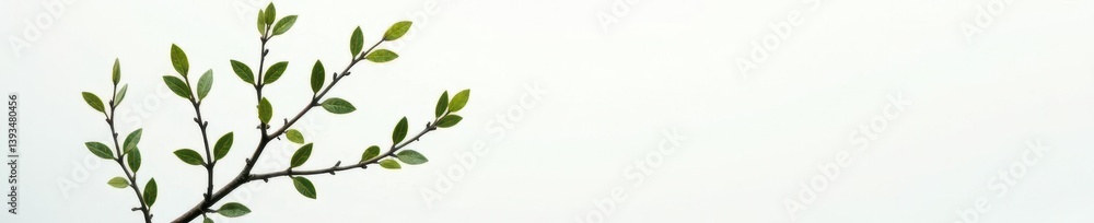 Small branches of a shrub on white background, minimalist, , foliage