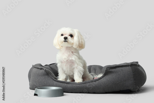 Adorable Bolognese dog sitt...