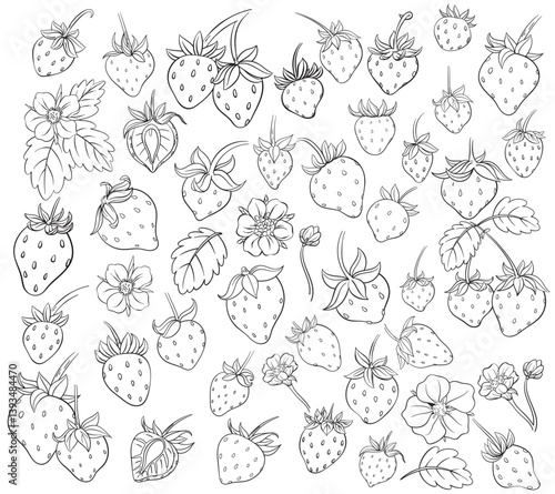 Strawberries outline Set. Hand drawn , transparent background. Vector.