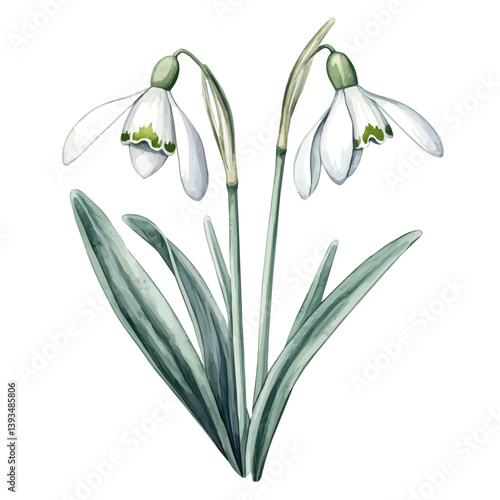 A watercolor vector illustration of a Snowdrop branch, isolated on a white background.

