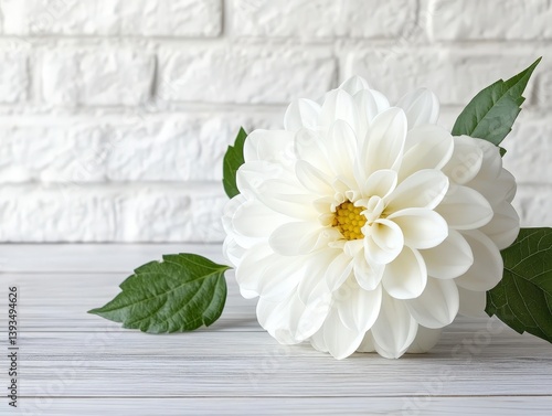 White dahlia with lush peta...