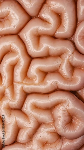 Experiments in texture highlighting a realistic representation of brain anatomy in a soft, flexible medium