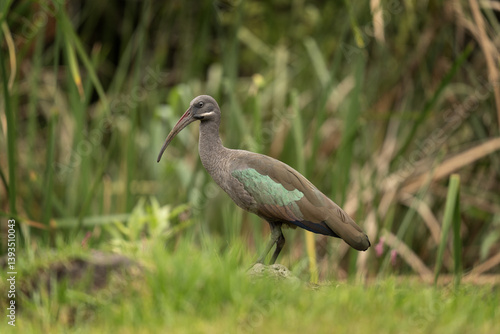 Canvastavla Hadada ibis is looking for food on the meadow