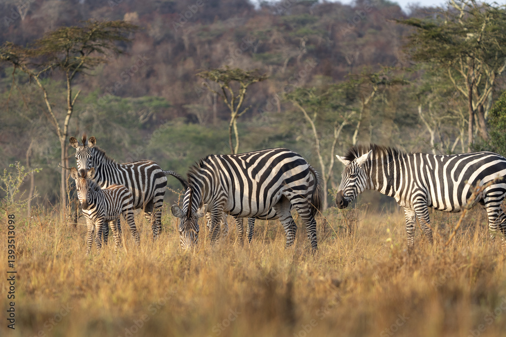 Herd of plains zebras are hiding in the bushes. Zebra in the dry forest. Safari in Lake Mburo national park. Herd of plains zebras are hiding in the bushes. Zebra in the dry forest. Safari in Lake Mburo national park.