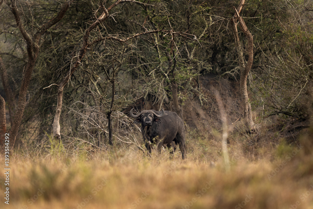 African buffalo in the forest. Male off cape buffalo during safari in Murchison Falls. One of the most dangerous animal in Africa. Calm buffalo. African buffalo in the forest. Male off cape buffalo during safari in Murchison Falls. One of the most dangerous animal in Africa. Calm buffalo.