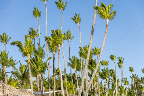 Wallpaper Mural Tall palm trees sway gently in warm tropical breeze under clear blue sky at a scenic beach location Torontodigital.ca