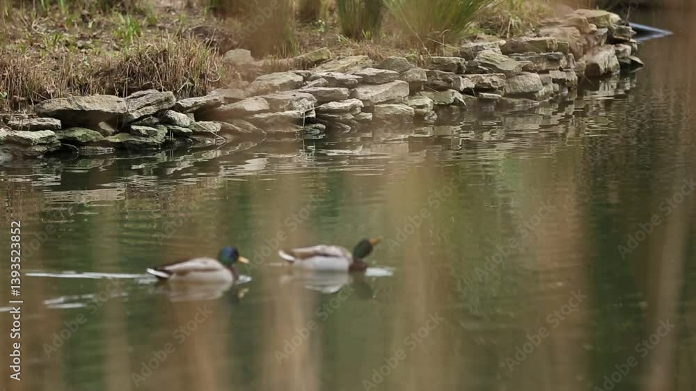 A serene video of mallard ducks swimming in a calm pond. The water reflects the surrounding trees, creating a peaceful and natural scene. Perfect for nature documentaries.
A serene video of mallard ducks swimming in a calm pond. The water reflects the surrounding trees, creating a peaceful and natural scene. Perfect for nature documentaries.