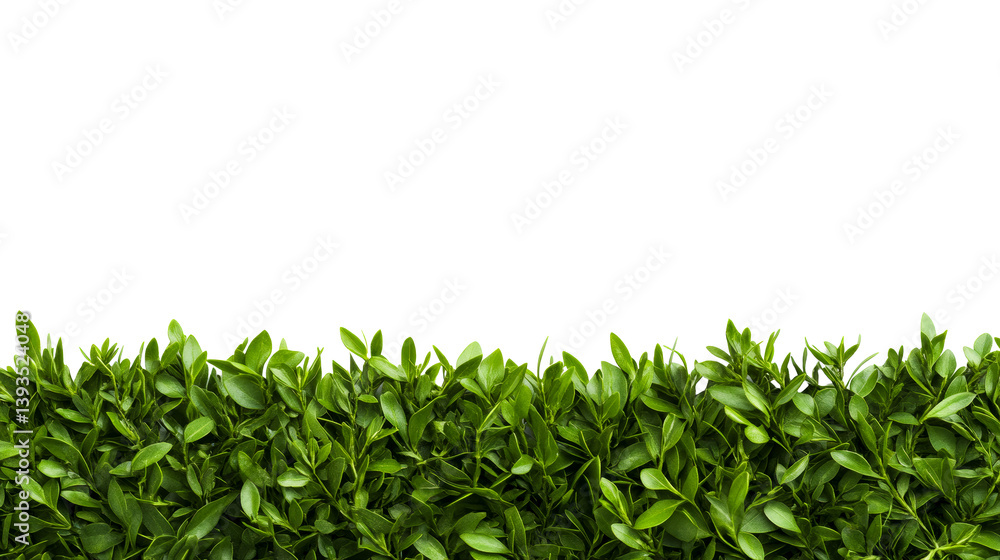 Obraz premium Green boxwood bush, lush growth foliage, background, cut out transparent