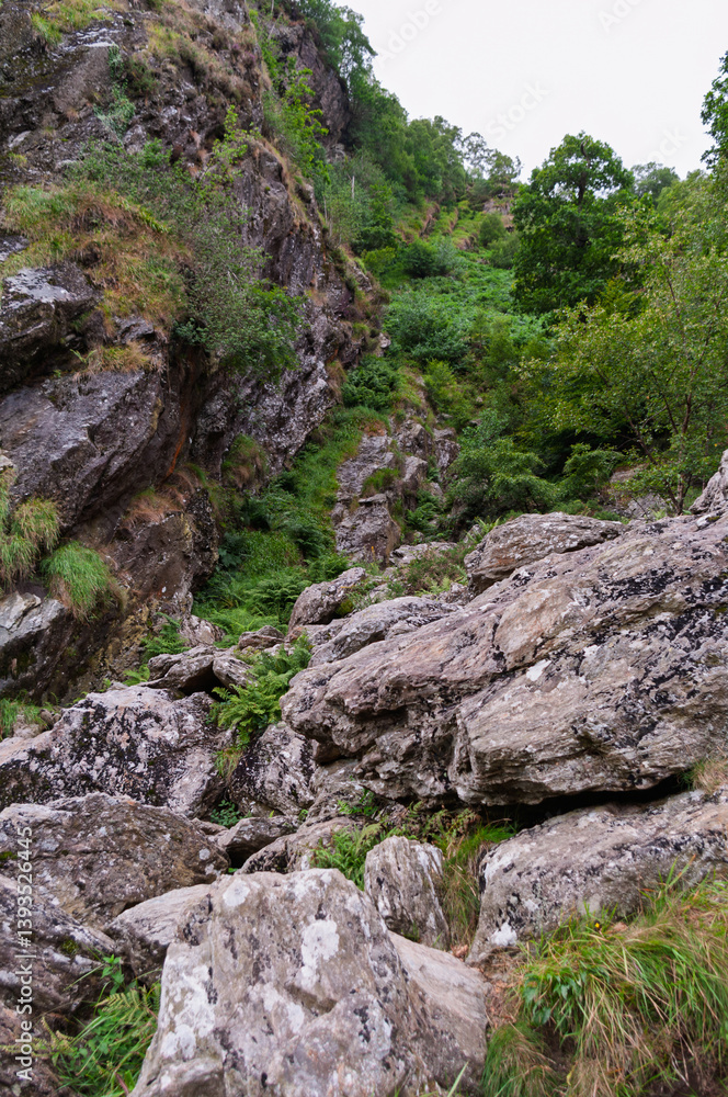 A rocky mountain path with trees on either side A rocky mountain path with trees on either side
