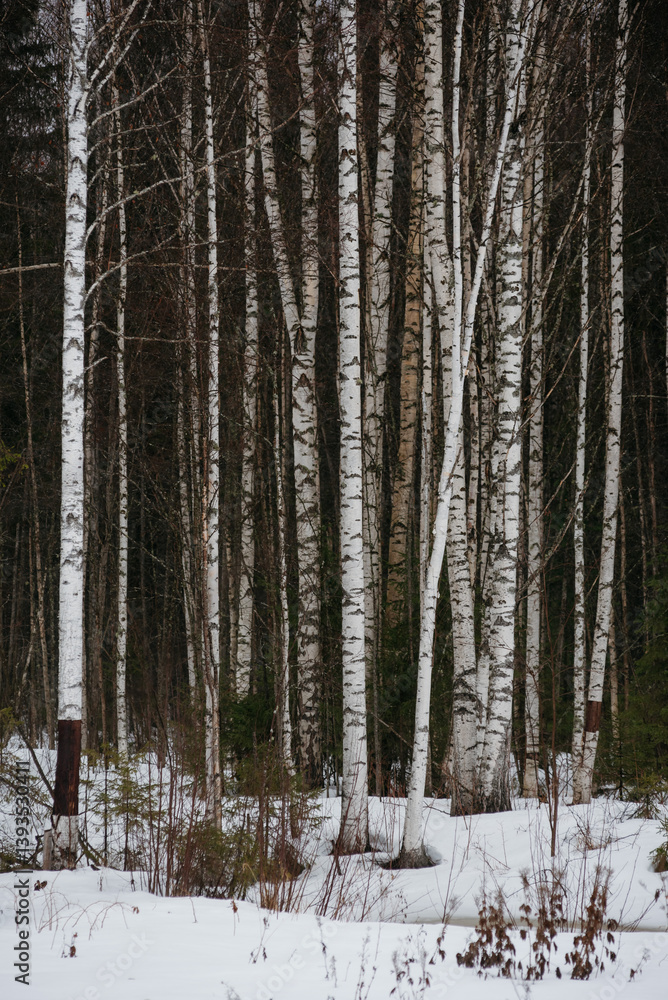 Spring forest. Landscapes of taiga trees Spring forest. Landscapes of taiga trees