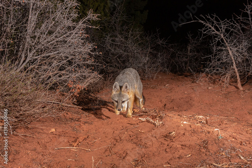 A Grey Fox, photographed by a camera trap, trots towards the camera along a wildlife trail between winter bare bushes in the desert mountains of Southern Utah, USA on a dark night. 