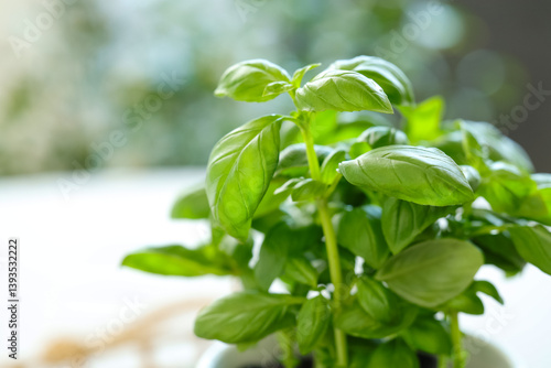 Fresh green basil plant gro...
